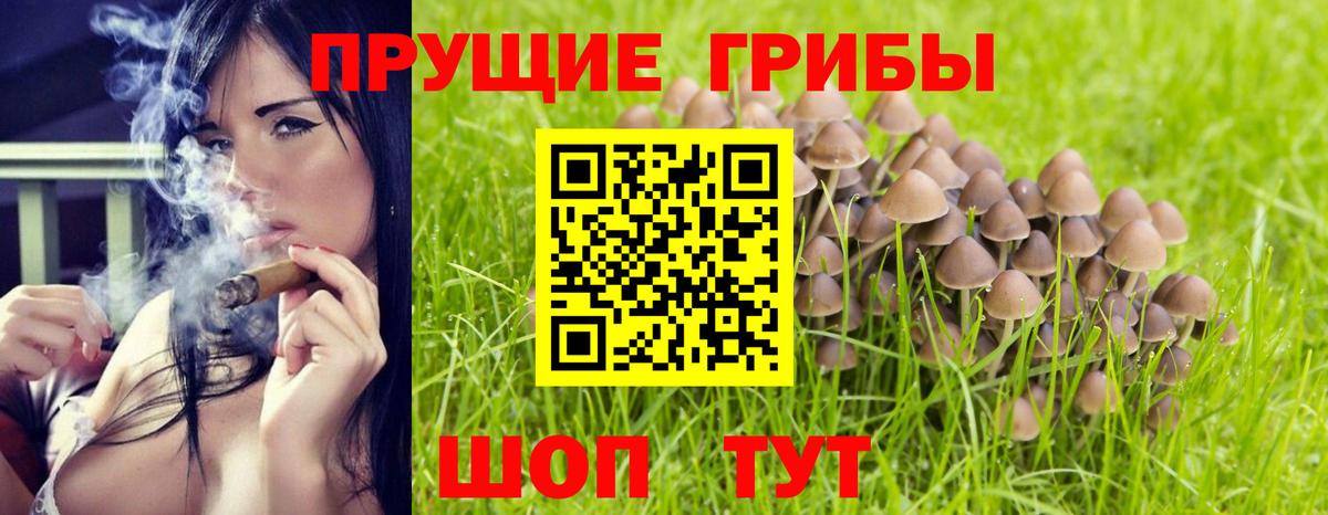 Галлюциногенные грибы Psilocybine cubensis Пермь